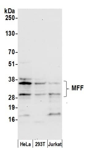 MFF Antibody