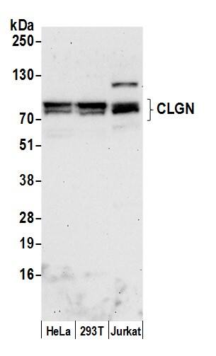 CLGN Antibody