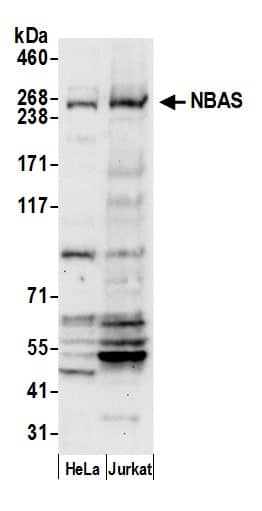 NAG Antibody