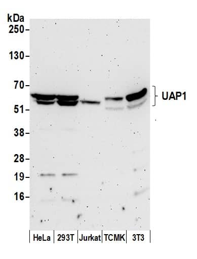 UAP1 Antibody