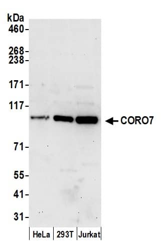 CORO7 Antibody