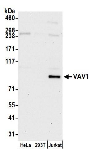 Vav-1 Antibody