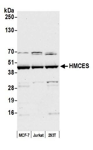 HMCES Antibody