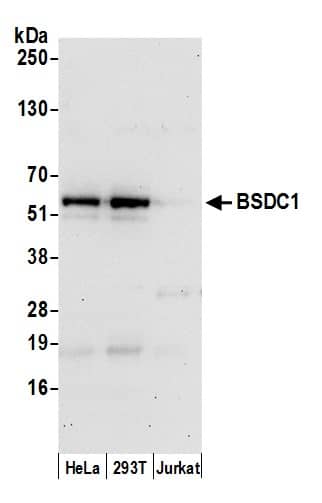 BSDC1 Antibody