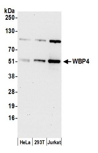 WBP4 Antibody