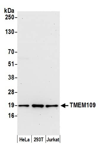 TMEM109 Antibody