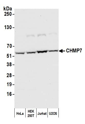 CHMP7 Antibody