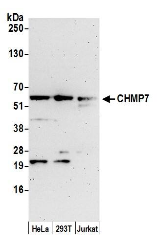 CHMP7 Antibody