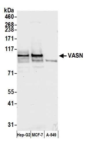 Vasorin/SLIT-like 2 Antibody