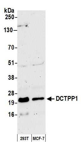 XTP3TPA Antibody