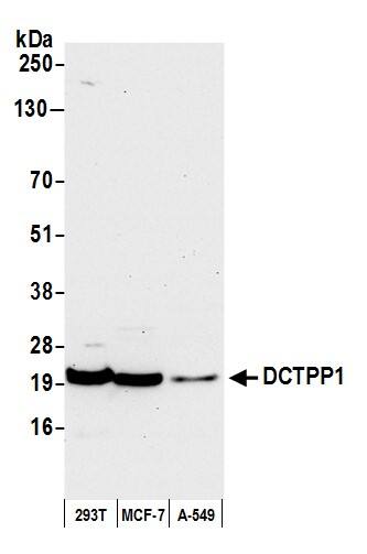 XTP3TPA Antibody