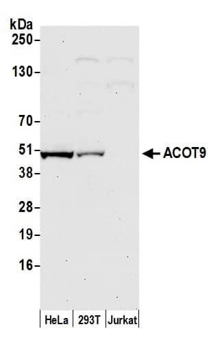 CGI-16 Antibody