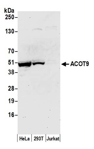 CGI-16 Antibody