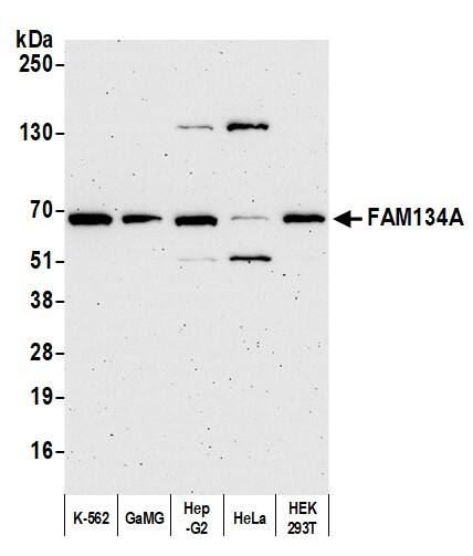 FAM134A Antibody