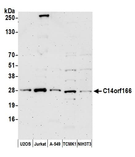 CLE7 homolog Antibody