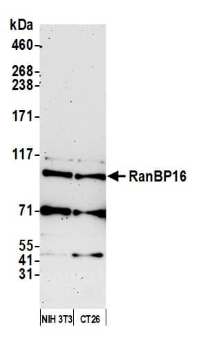 RanBP16 Antibody