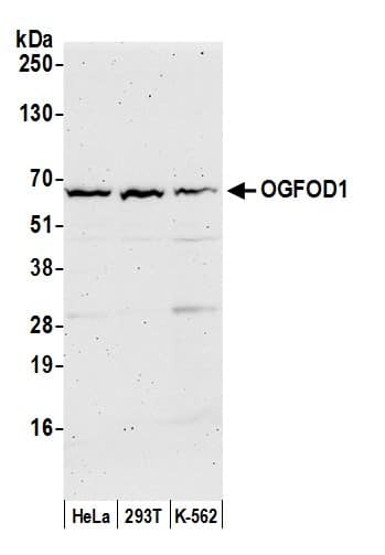 OGFOD1 Antibody