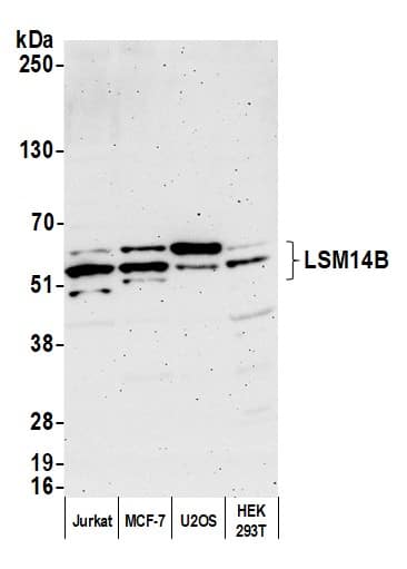 LSM14B Antibody