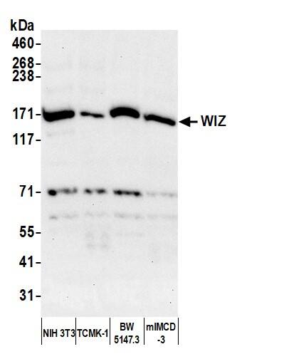 WIZ Antibody