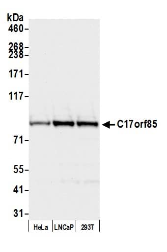 NCBP3 Antibody