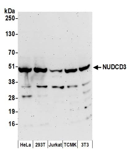 NGDN Antibody