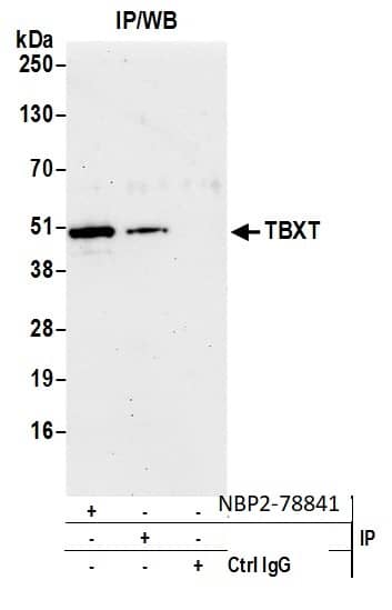 Brachyury Antibody