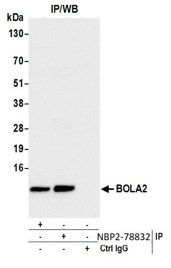 BOLA2 Antibody