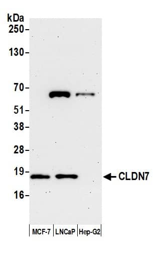 Claudin-7 Antibody