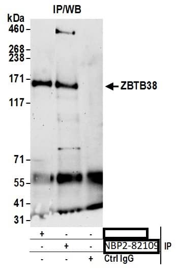 ZBTB38 Antibody