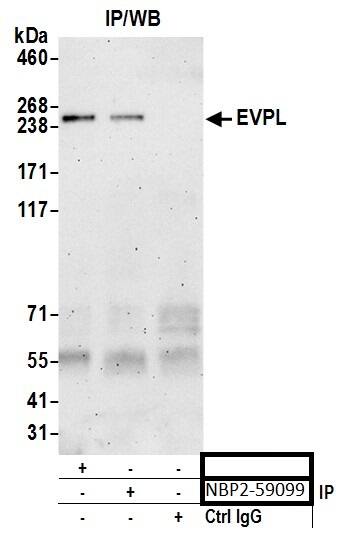 EVPL Antibody