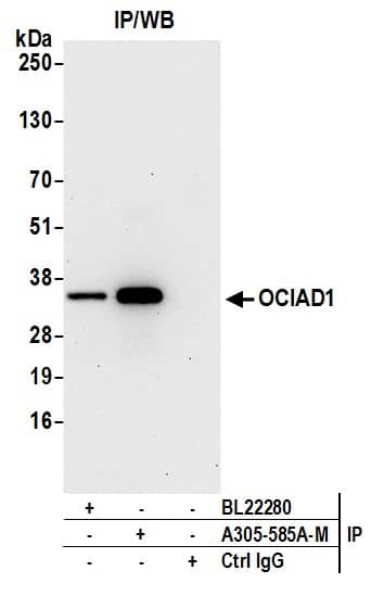 OCIAD1 Antibody