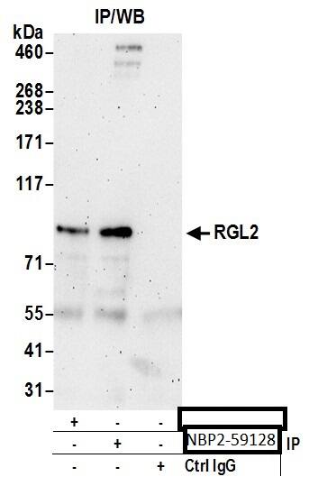 RGL2 Antibody