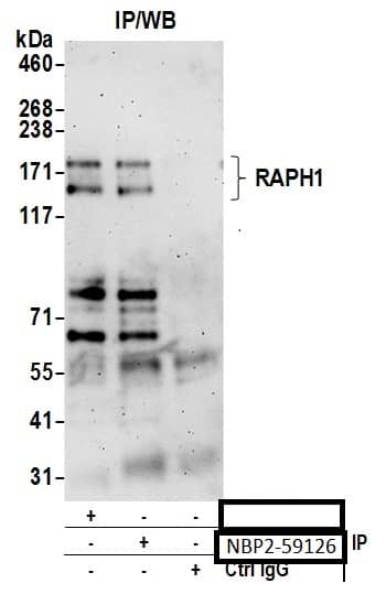 RAPH1 Antibody