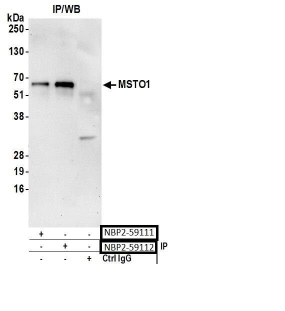 MSTO1 Antibody