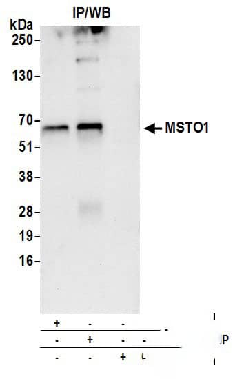 MSTO1 Antibody