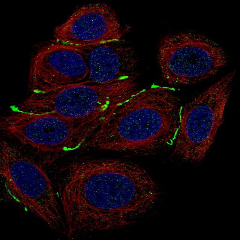 Claudin-3 Antibody (CL13129) - BSA Free Immunocytochemistry/ Immunofluorescence: Claudin-3 Antibody (CL13129) [NBP3-18563]