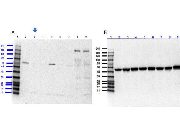 ROBO1 Knockout A549 Cell Lysate