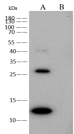 Monkeypox Virus A35 Antibody (0017) Western Blot: Monkeypox Virus A35 Antibody (0017) [NBP3-18811]