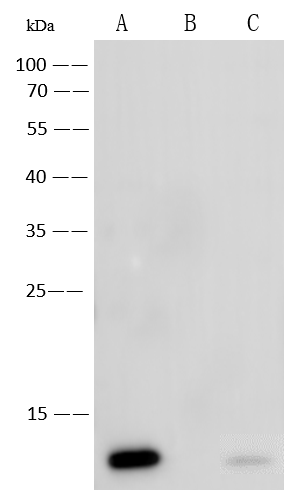 Monkeypox Virus A29 Antibody (0025) - Azide and BSA Free