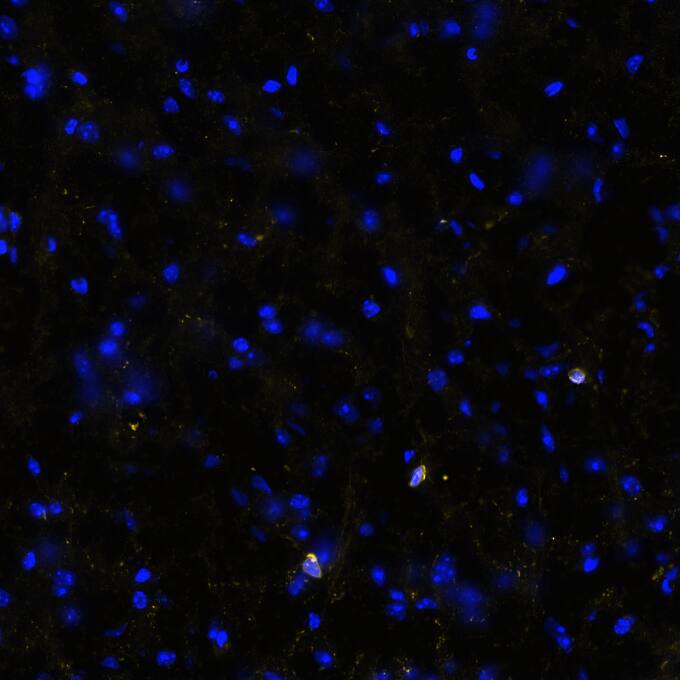 STING/TMEM173 Antibody (2922D) - BSA Free