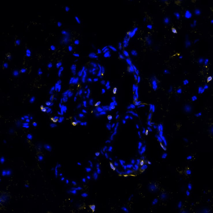 STING/TMEM173 Antibody (2922D) - BSA Free