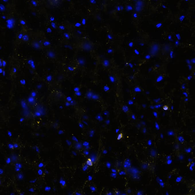STING/TMEM173 Antibody (2922D) - BSA Free