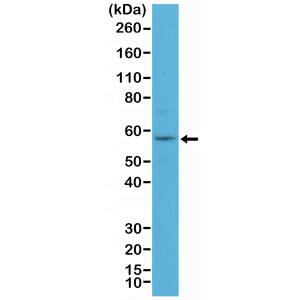 Cytokeratin 4 Antibody (RM355)