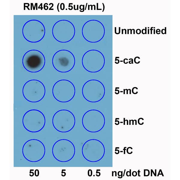 5-Carboxylcytosine Antibody (RM462)