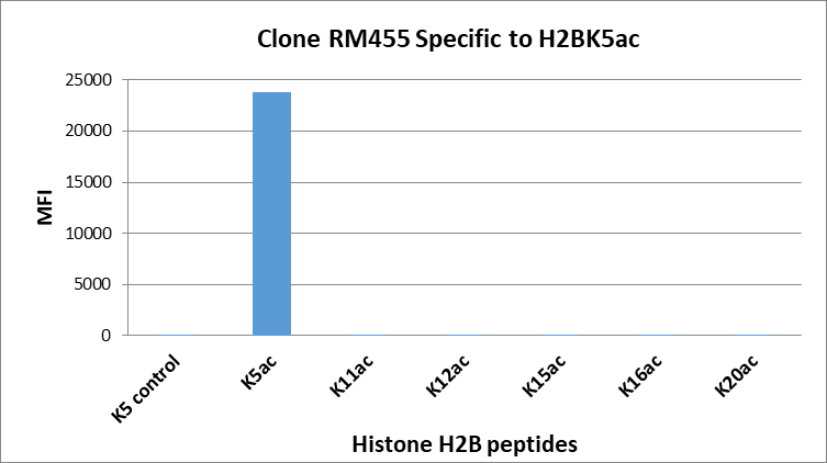 Histone H2B [ac Lys5] Antibody (RM455)