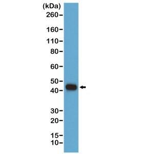 beta-Actin Antibody (RM112) [Biotin]