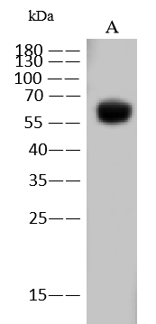 Avian Influenza A H7N9 Hemagglutinin Antibody - (A/Shanghai/1/2013)