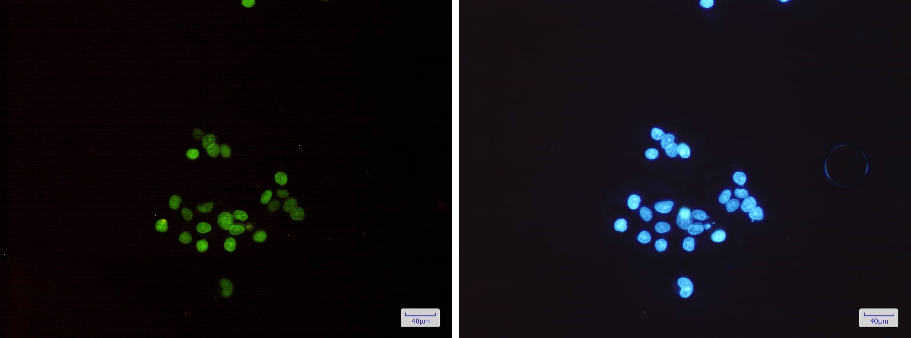 MCM3 Antibody (S04-6B9)
