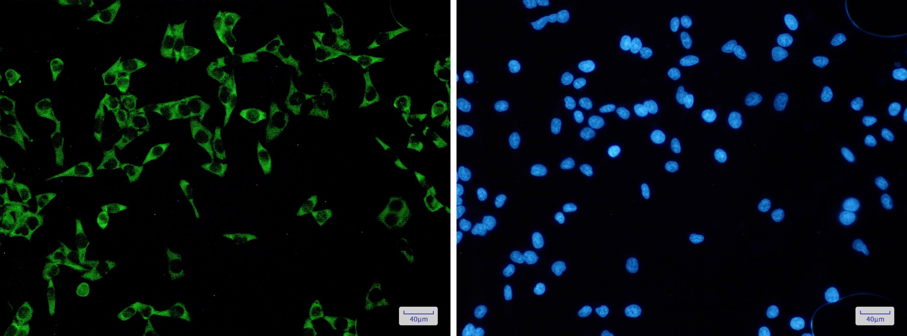 FMRP Antibody (S08-5G5)