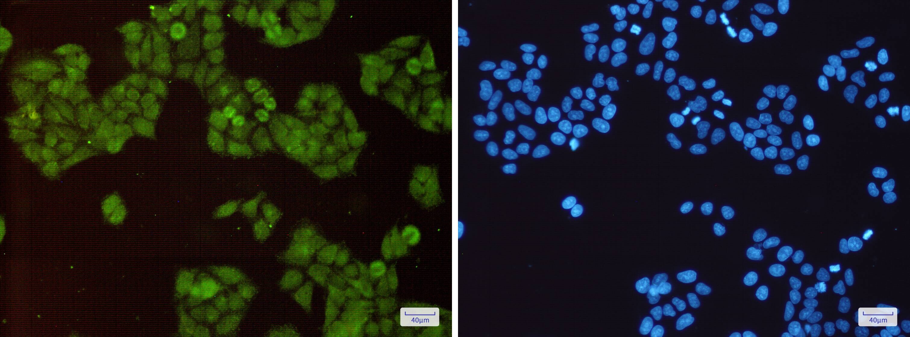 Cullin 1 Antibody (S05-3D2)